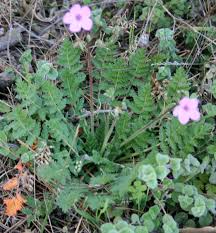 Erodium acaule (L.) Becherer & Thell. | Flora of Israel Online