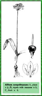 Allium neapolitanum in Flora of Pakistan @ efloras.org