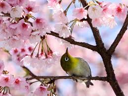 Resultado de imagem para jardins japoneses sakura