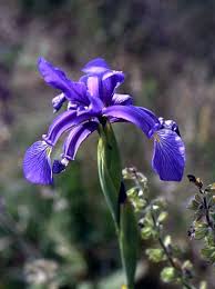 Iris spuria - Wikipedia