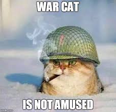 War Cat Meme Generator - Imgflip via Relatably.com