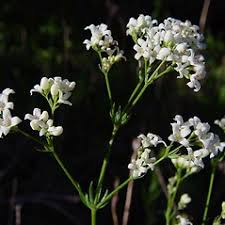 Galium glaucum (waxy bedstraw): Go Botany
