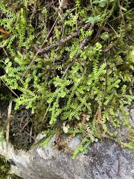 Selaginella helvetica (L.) Spring | Plants of the World Online | Kew ...