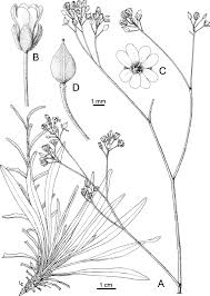 Lepidotrichum uechtritzianum (syn. Aurinia uechtritziana ): habit (A ...