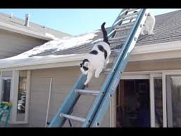 Image result for cats on ladders