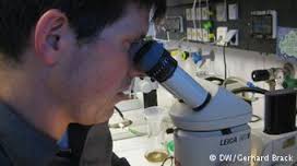 Klaus Förstemann bei der Untersuchung von Fruchtfliegen am Mikroskop (Foto: ...