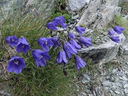 Campanula scheuchzeri (Scheuchzer's Bellflower) - The Alpine ...