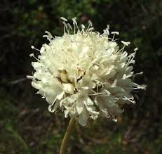 Cephalaria leucantha – Wikipédia, a enciclopédia livre