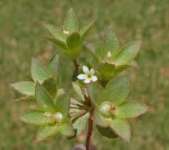 Androsace maxima L. | Flora of Israel Online