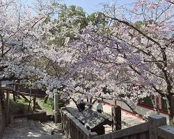 太宰府天滿宮櫻花的圖片