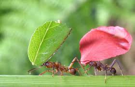 Résultat de recherche d'images pour "fourmis"