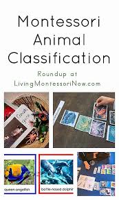 Montessori Animal Classification