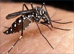 Resultado de imagem para dengue sintomas