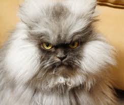 Image result for cats looking annoyed
