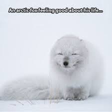 FunniestMemes.com - Funniest Memes - [An Arctic Fox Feeling Good ... via Relatably.com