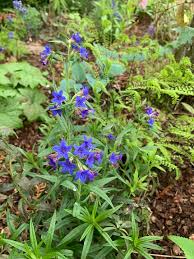 Buglossoides purpurocaerulea - Beth Chatto's Plants & Gardens