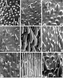 Fotomicrografías (MEB) de la epidermis de la lemma en especies de ...
