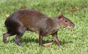Image result for agouti