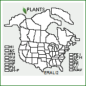 Plants Profile for Erigeron alpinus