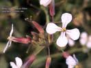 Ranunculus chius (Eastern Buttercup) : MaltaWildPlants.com - the ...