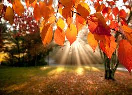 Image result for Photos of changing leaves