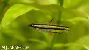 Image result for pencil fish images
