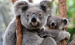 Image result for Koala