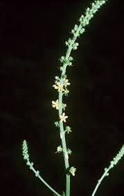 Agrimonia parviflora - Wikipedia