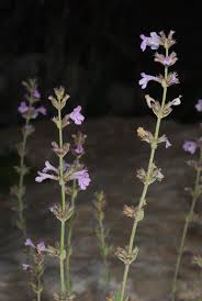 Micromeria Benth. | Plants of the World Online | Kew Science