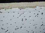 Asbestos ceiling tiles? - Home Improvement DSLR eports Forums