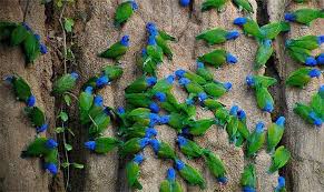 Image result for beautiful parrots images