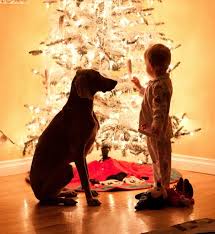 Image result for dog and boy at christmas
