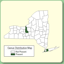 Helleborus - Genus Page - NYFA: New York Flora Atlas - NYFA ...