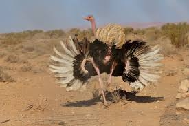Image result for Ostrich