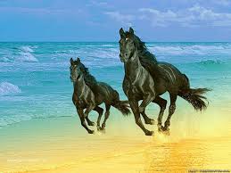 Image result for horses