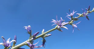 FLORA NEL SALENTO e.. anche altrove: Asyneuma limonifolium (L ...