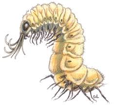 Monster caterpillar