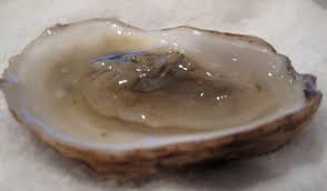 Image result for oysters pei