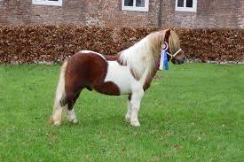 Resultado de imagen de caballo pony