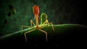 Phage therapy