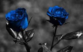 Image result for blue and black flowers