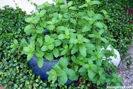Tips for Growing Mojito Mint (Mentha x villosa) | Joy Us Garden