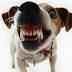 Free doggy dental check-ups this month