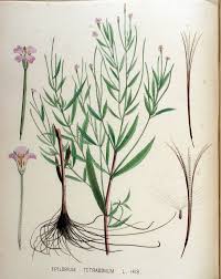 File:Epilobium tetragonum — Flora Batava — Volume v18.jpg ...