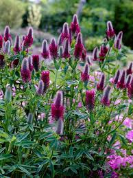 Trifolium Rubens -- Bluestone Perennials