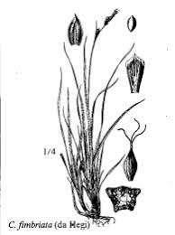 Sp. Carex fimbriata - florae.it