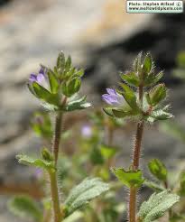 Campanula erinus (Small Bellflower) : MaltaWildPlants.com - the ...