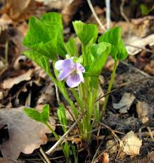 Viola collina - Wikispecies
