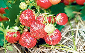 Image result for pictures of June