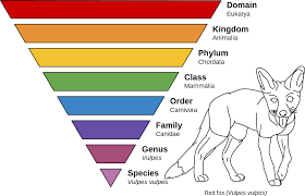Taxonomic rank - Wikipedia